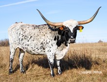 Grace Under Fire 2/1